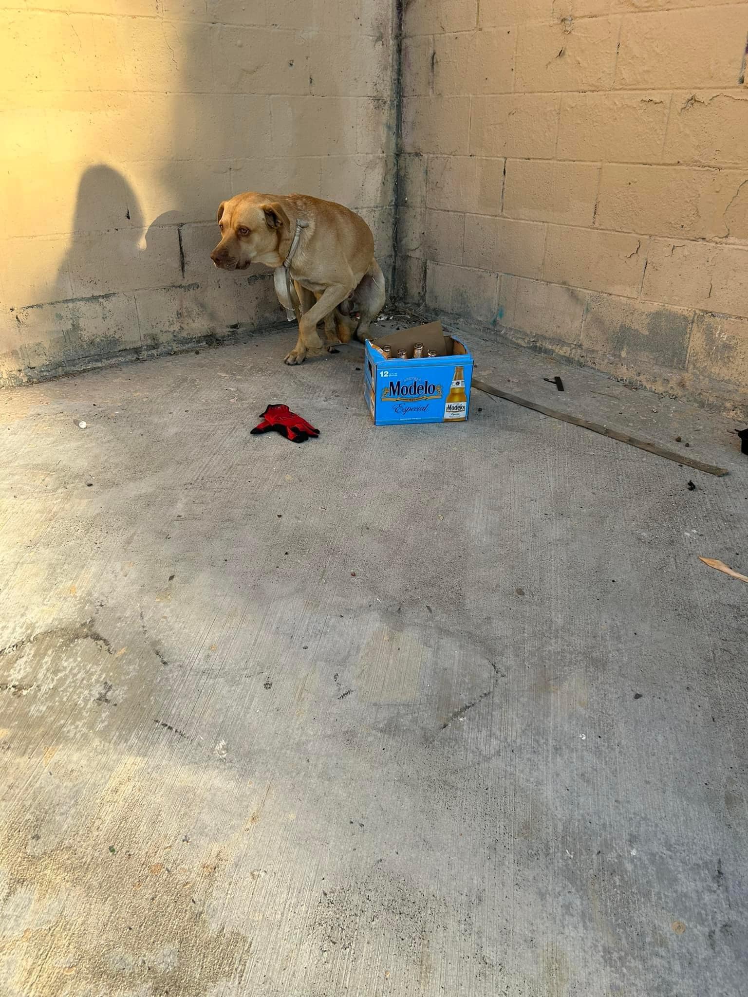 the dog was lying in the shelter