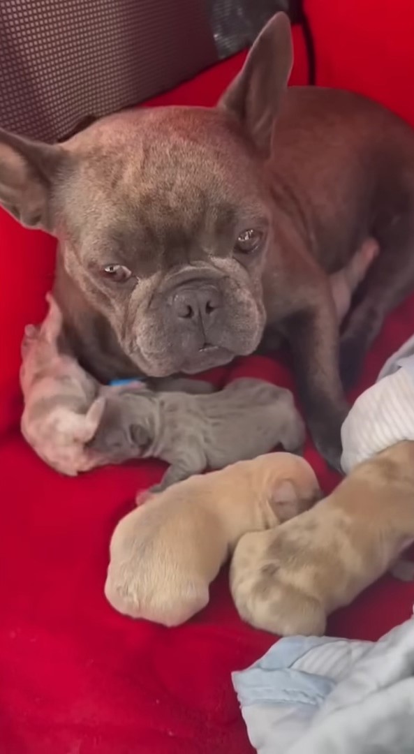 the french bulldog gave birth