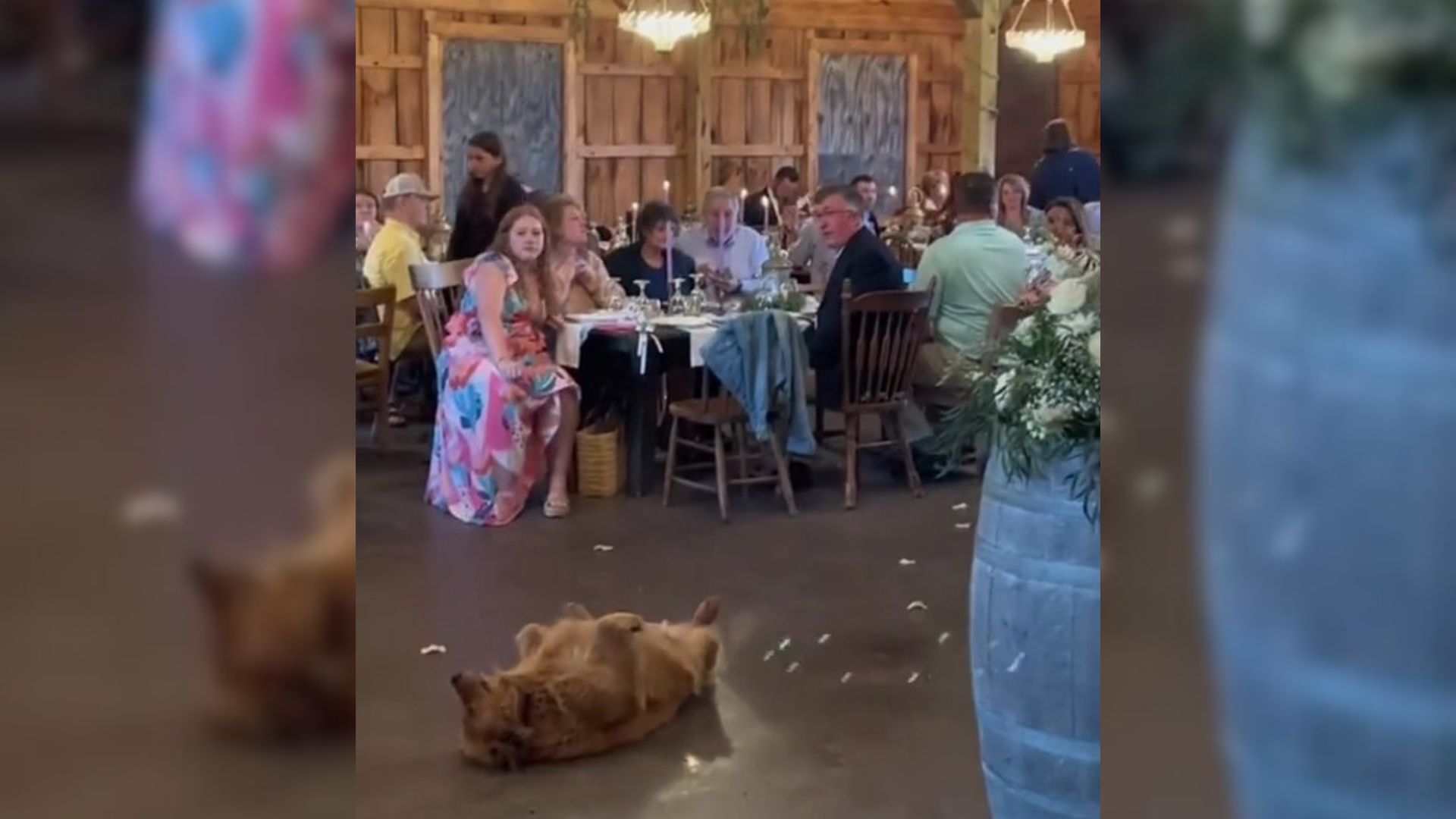 Sweet Doggo Decided To Crash A Wedding And Politely Ask The Guests For A Small Favor