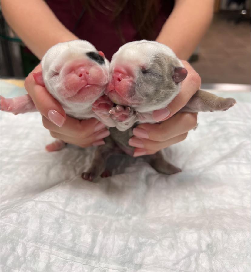 the girl is holding a small dog in her hands