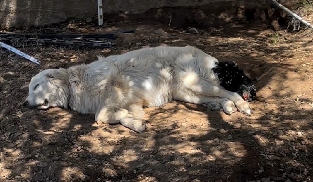 the hen lies leaning on the dog