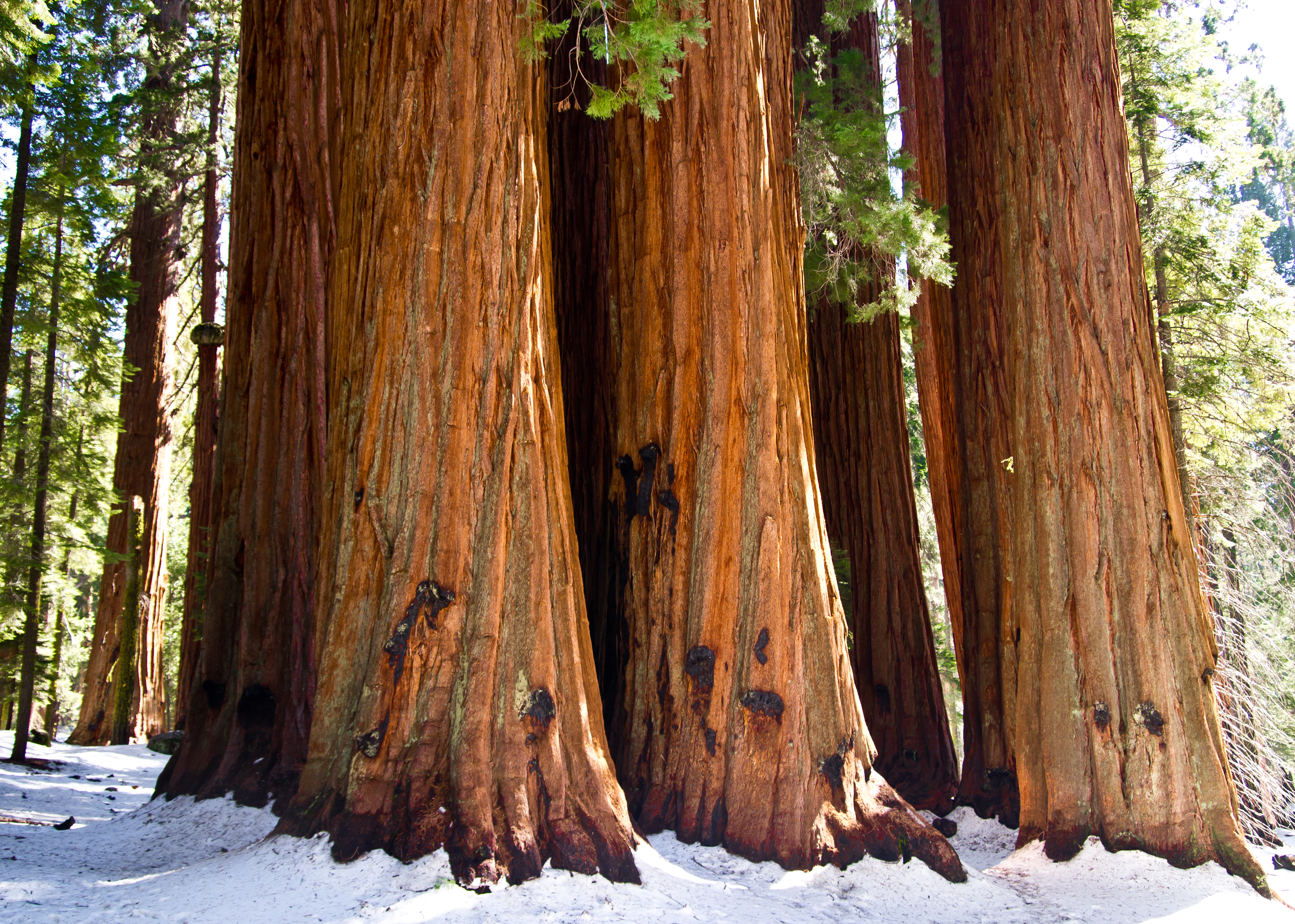 Exploring Giant Sequoia Groves - Sequoia & Kings Canyon National Parks  (U.S. National Park Service)