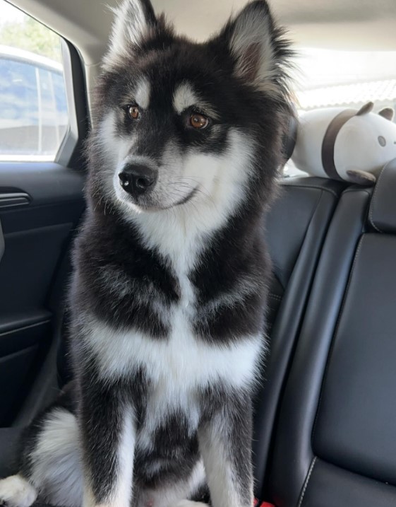 the husky is sitting in the back seat of the car