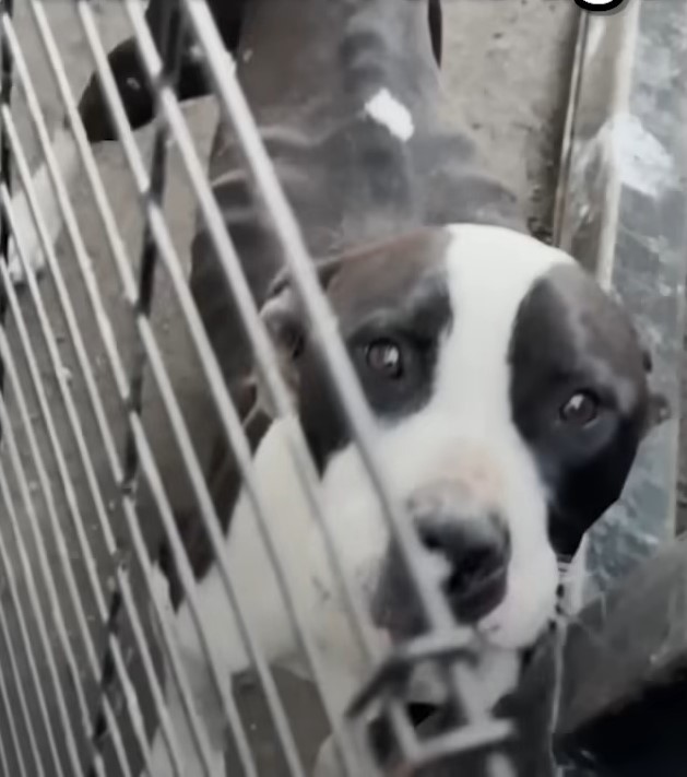 the malnourished dog looks out from the cage