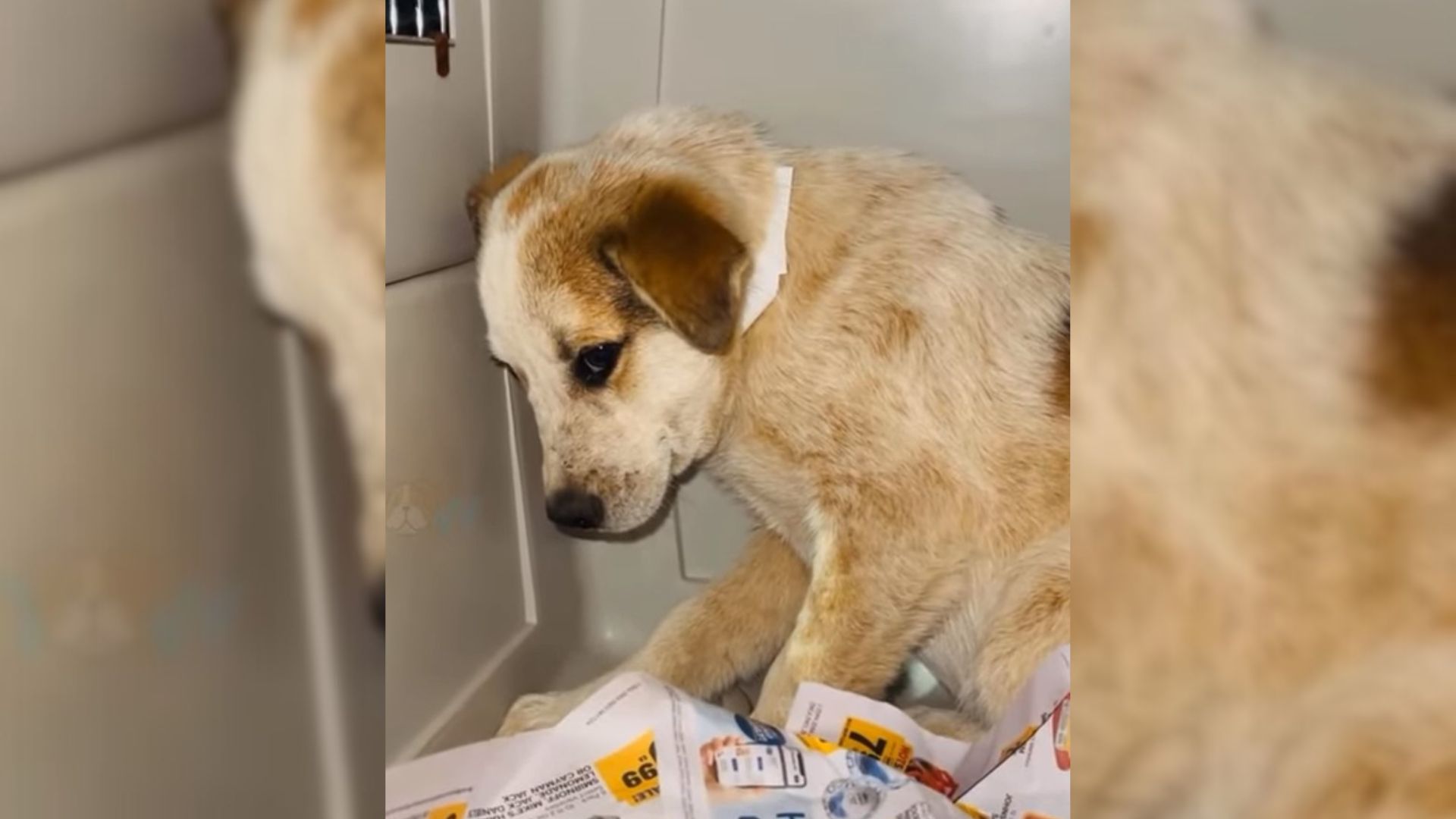 Rescuers Heartbroken As They Save Only One Tiny, Fearful Pup From The Entire Group