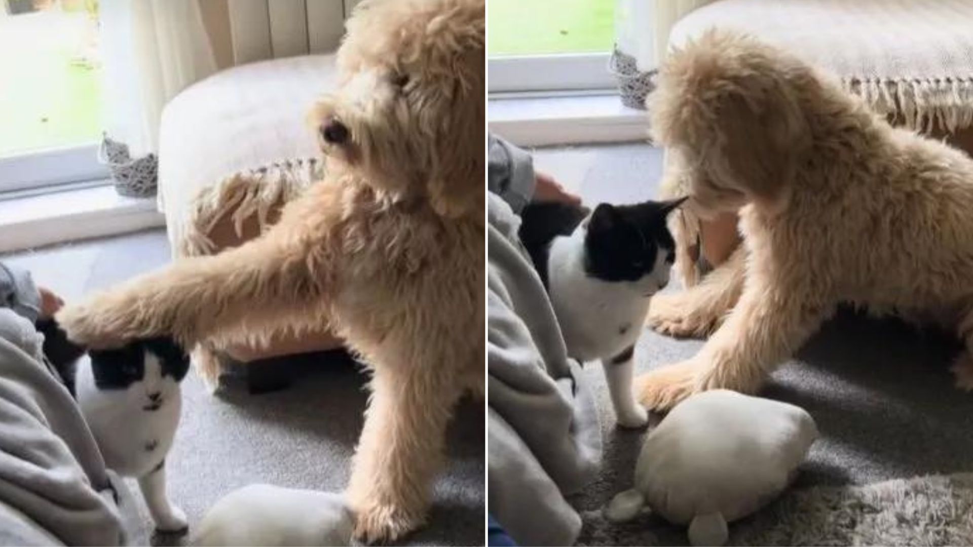 The Precious Moment When A Goldendoodle Meets A Cat For The First Time