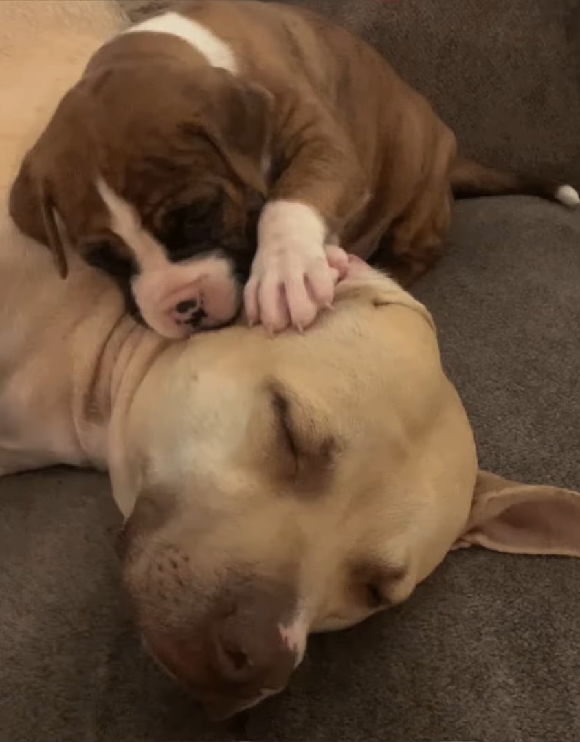 the puppy sleeps leaning on mom's head