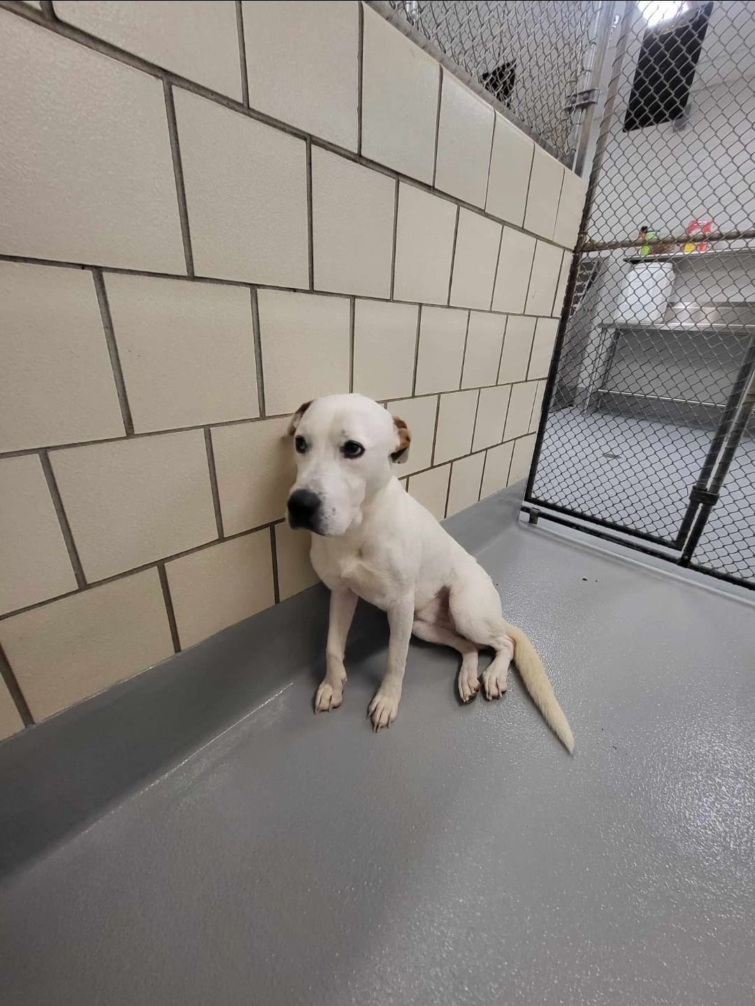 the puppy stood against the wall in the shelter