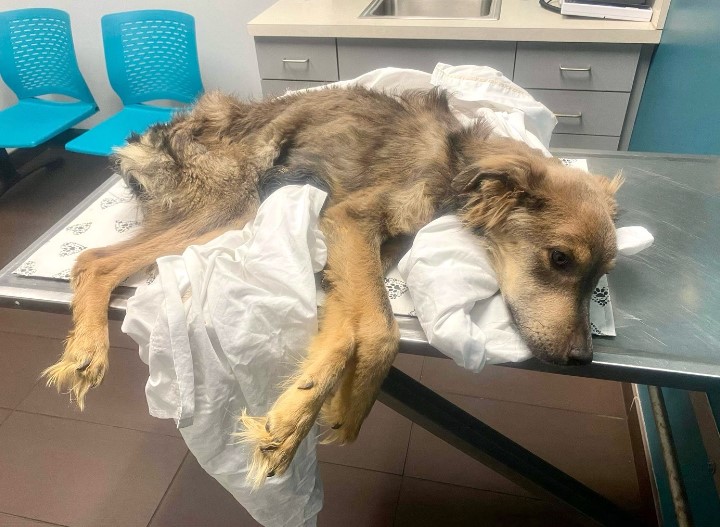 the sick dog is lying on the table