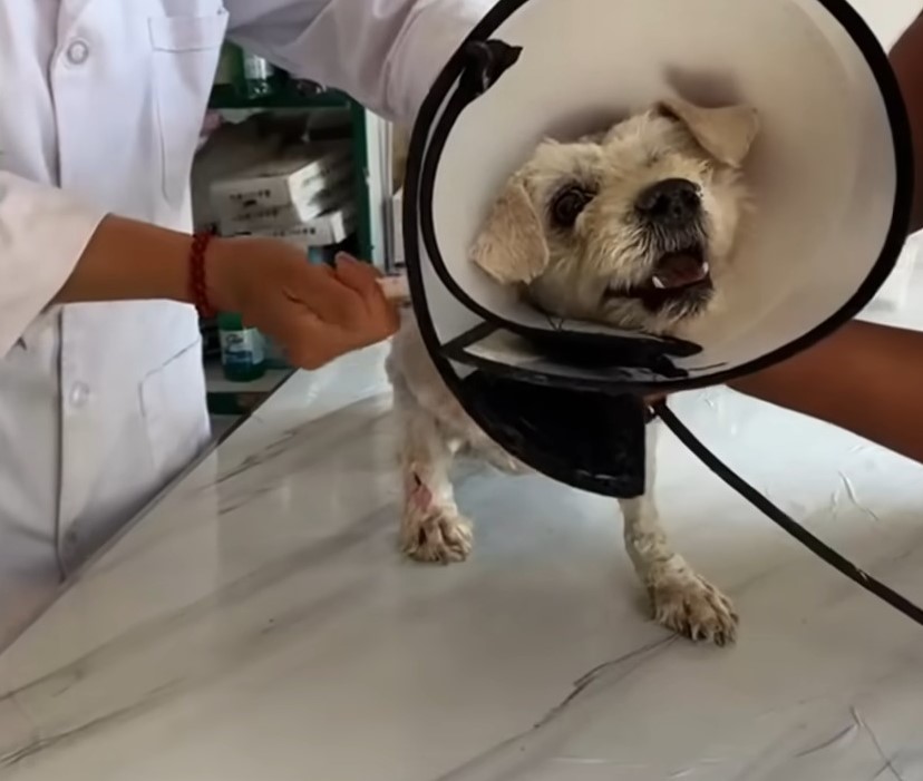 the vet put a collar around the dog's neck