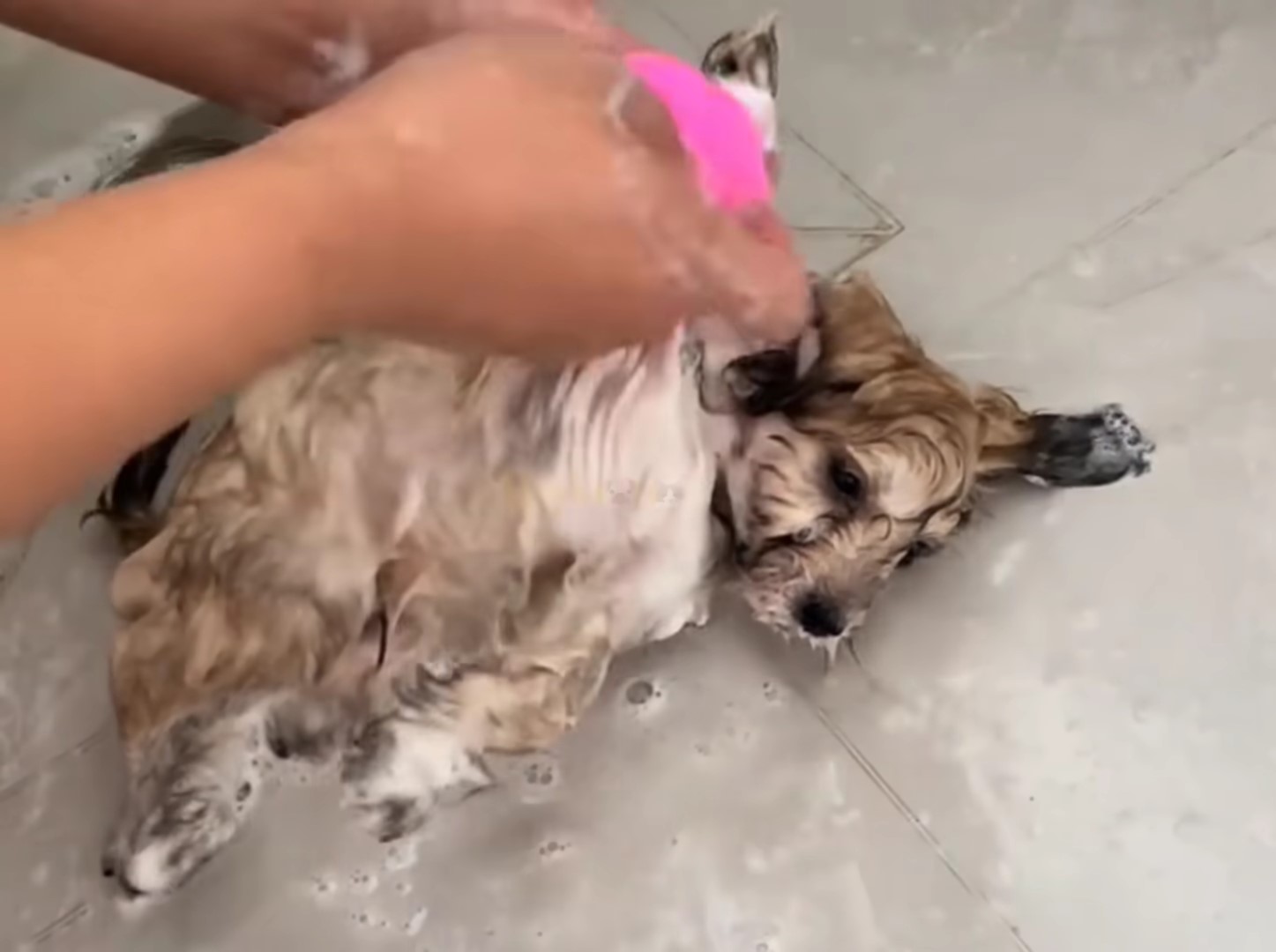 the woman is bathing the dog