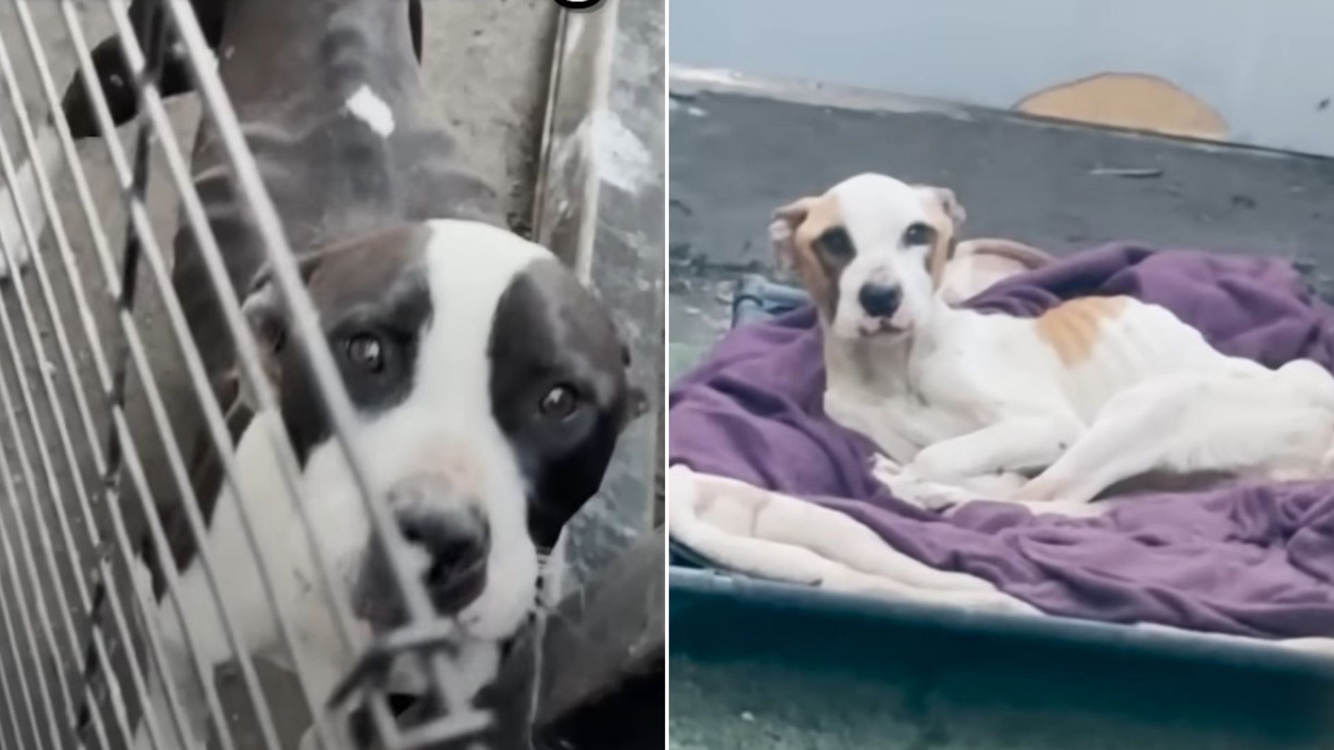 These Malnourished Pitties Were Barely Hanging On After Being Abandoned By Their Owner