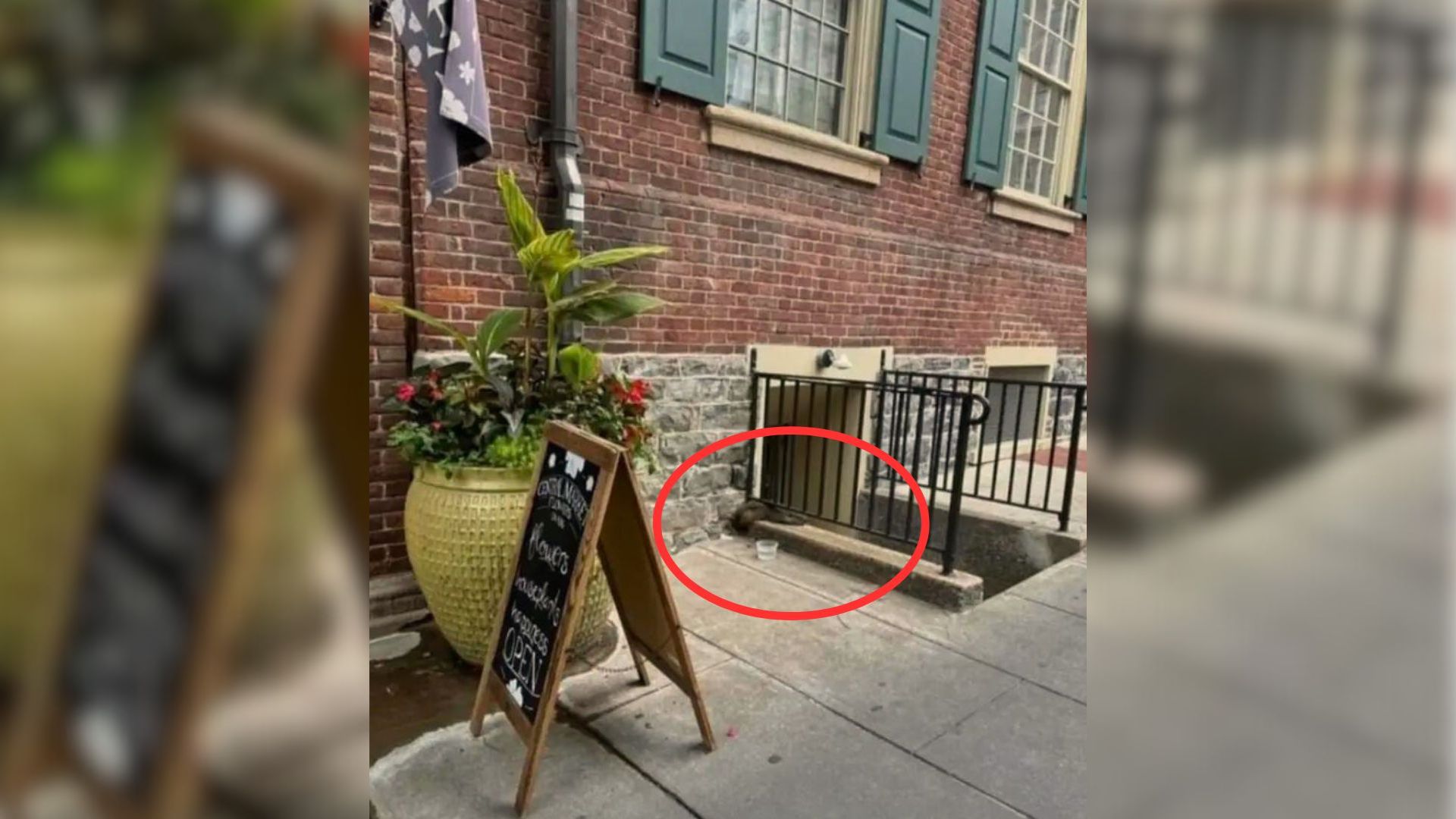 Couple Noticed A Mysterious Animal Stuck In An Unusual Place So They Called For Help