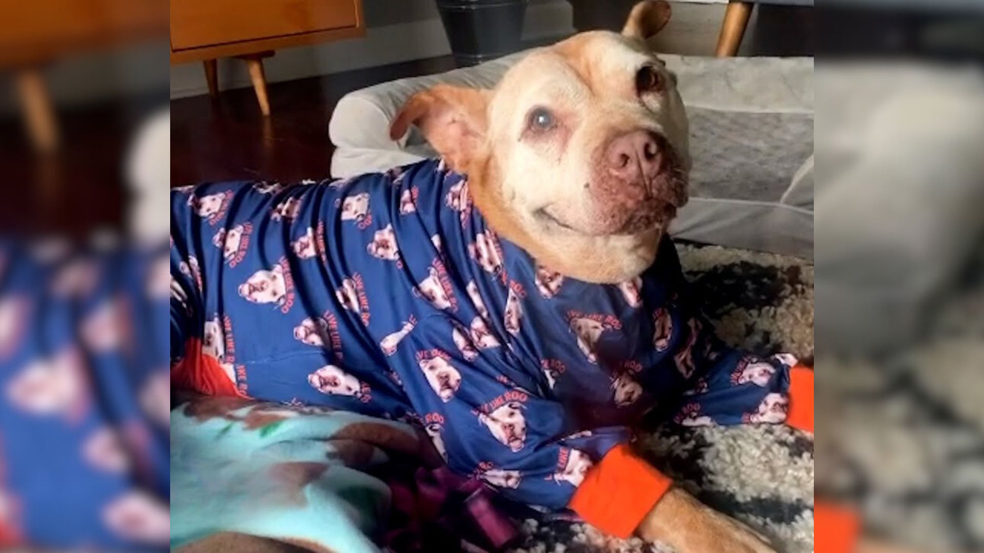 This 20-Year-Old Pitbull Has The Most Infectious Smile That Will Absolutely Make Your Day