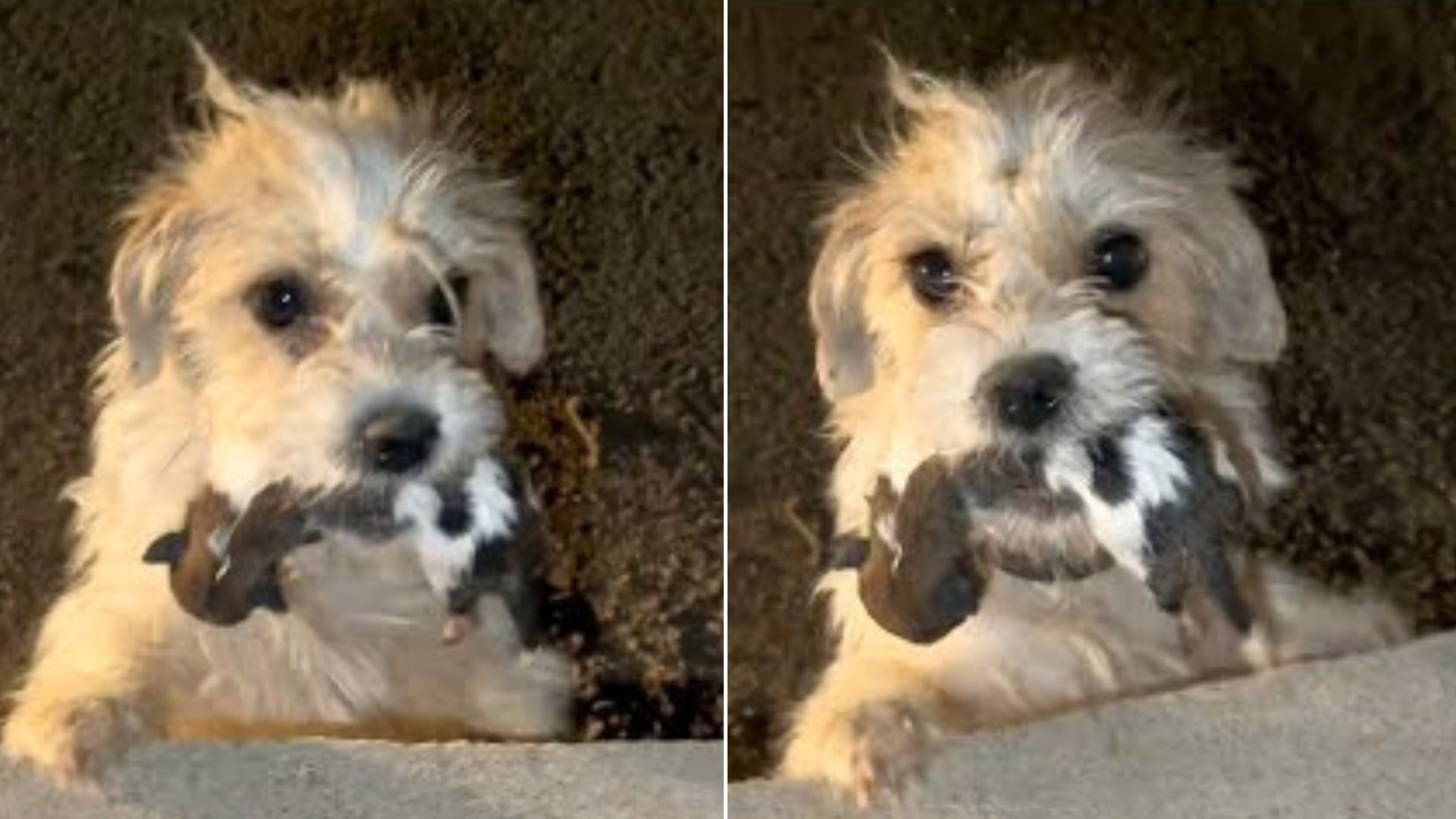 Rescuers Were Shocked To See Mama Dog Holding Her Baby In The Mouth And Asking Them For Help