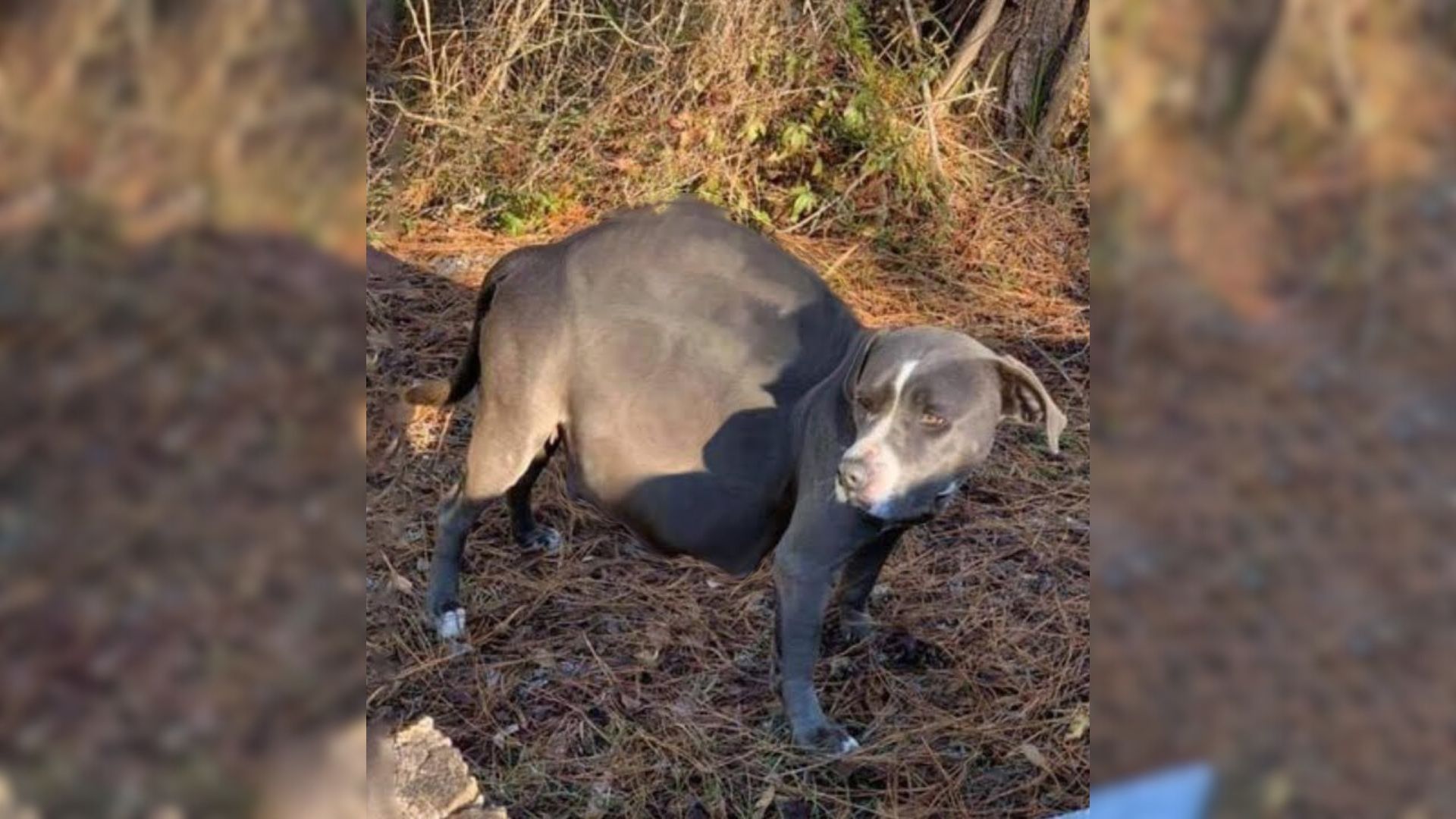 Pregnant Dog Dumped Near A Road Was About To Give Birth And Then Something Amazing Happened