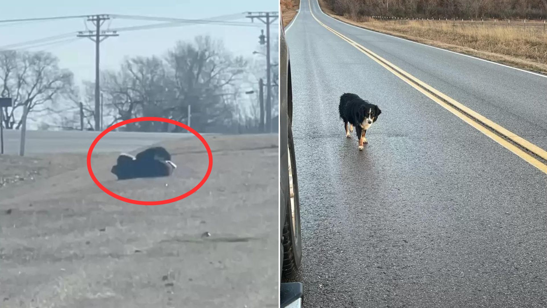 Rescuer Found A Dog Who Refused All Help Only To Later Learn That She Has A Big Secret