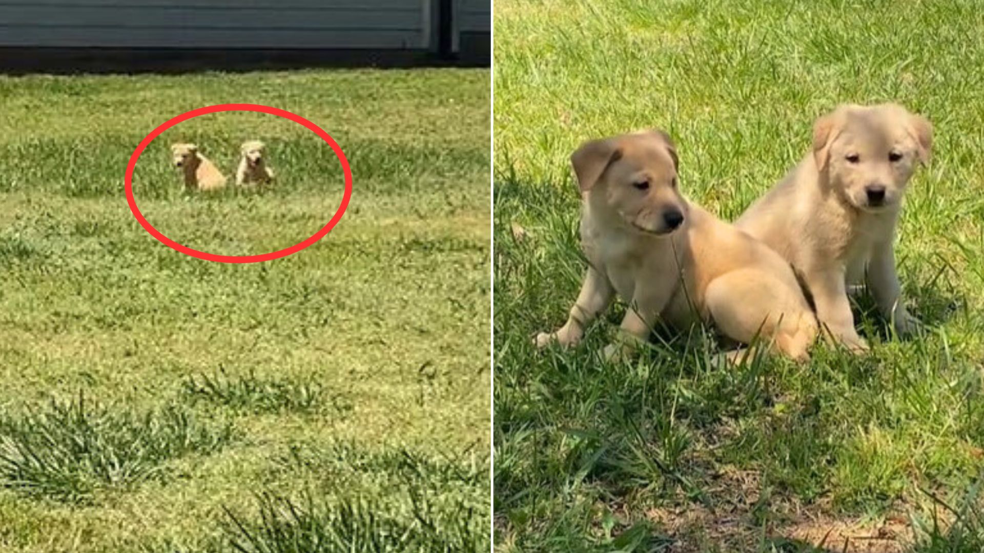 Woman Notices Two Furry Heads Peeking From An Abandoned Yard, Only To Discover A Shocking Truth