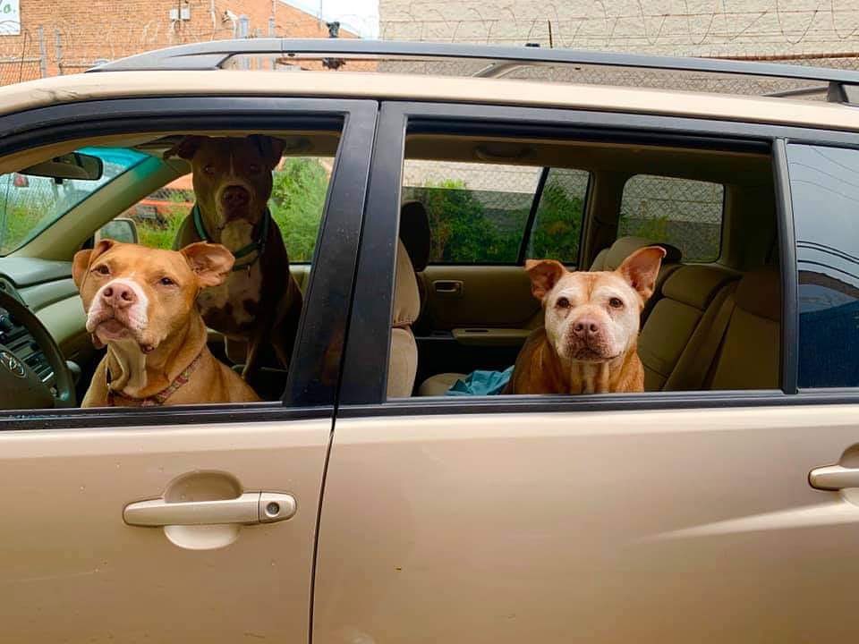 three dogs in a car