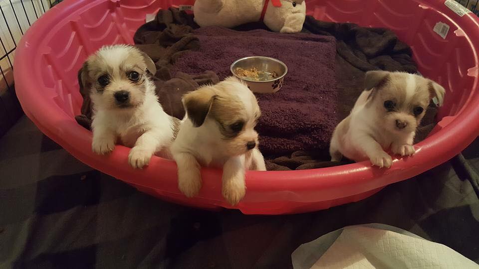 three puppies climbing