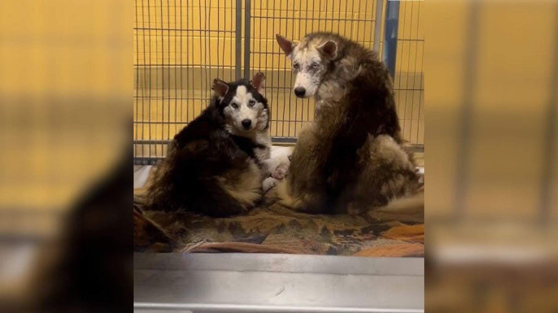 Three Scared Husky Siblings Awaiting Euthanasia Find Hope At The Last Minute