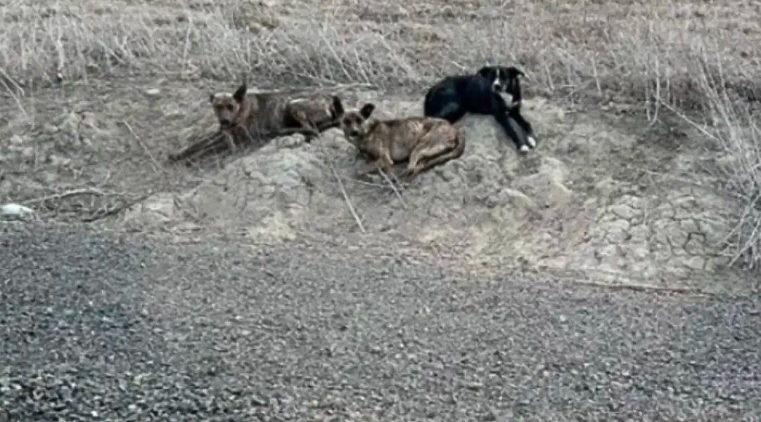 three stray dogs