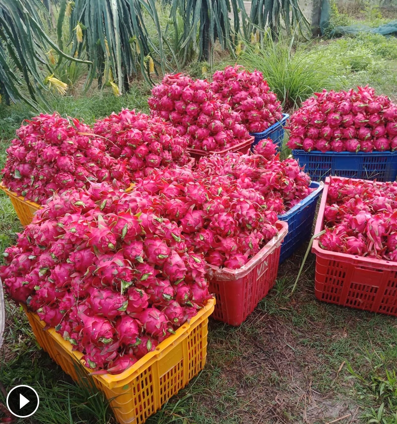 Vào mùa thu hoạch thanh long