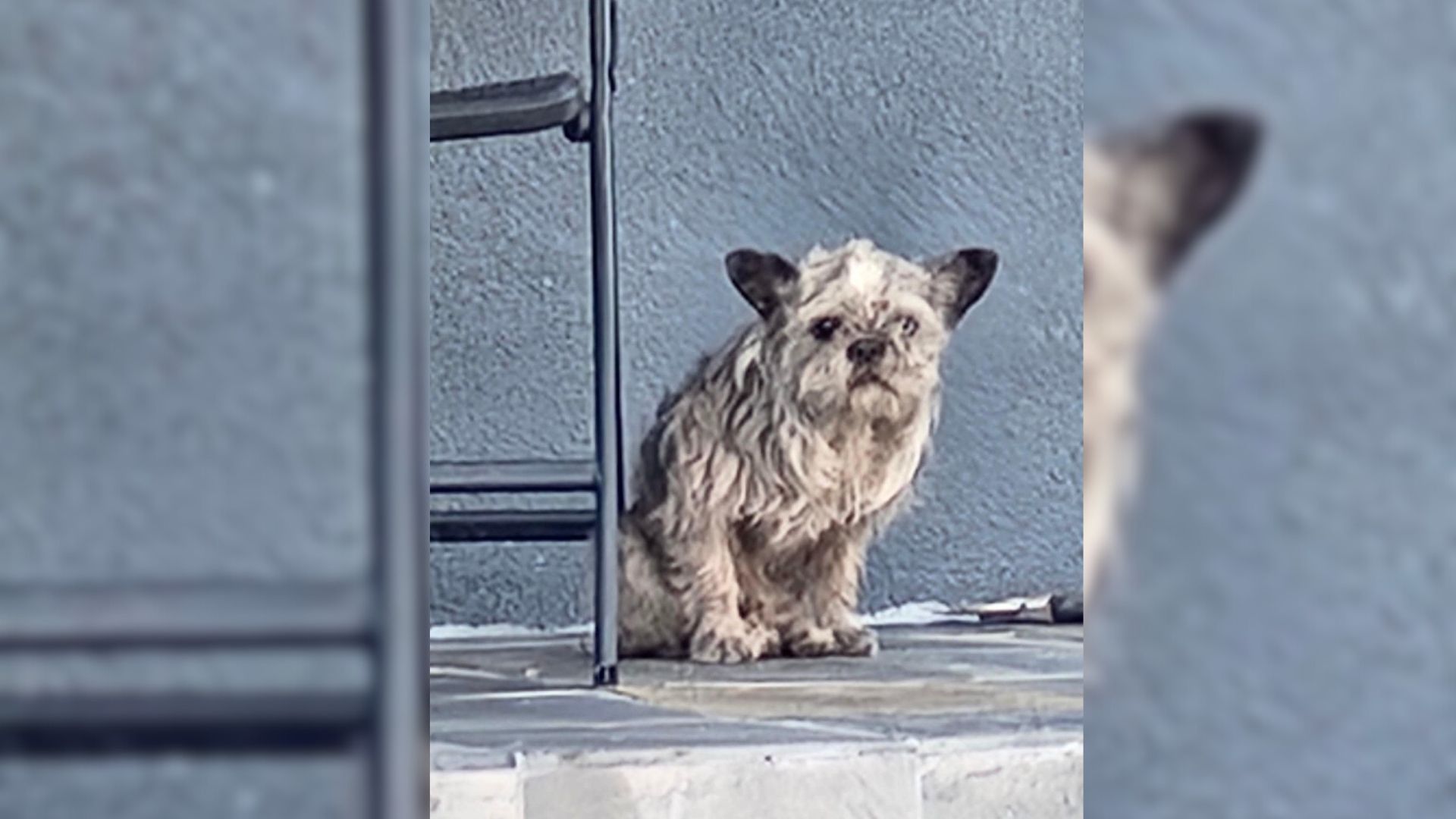 Tiny Dog Shows Up On A Random Porch, Begging For Someone To Give Her A Chance