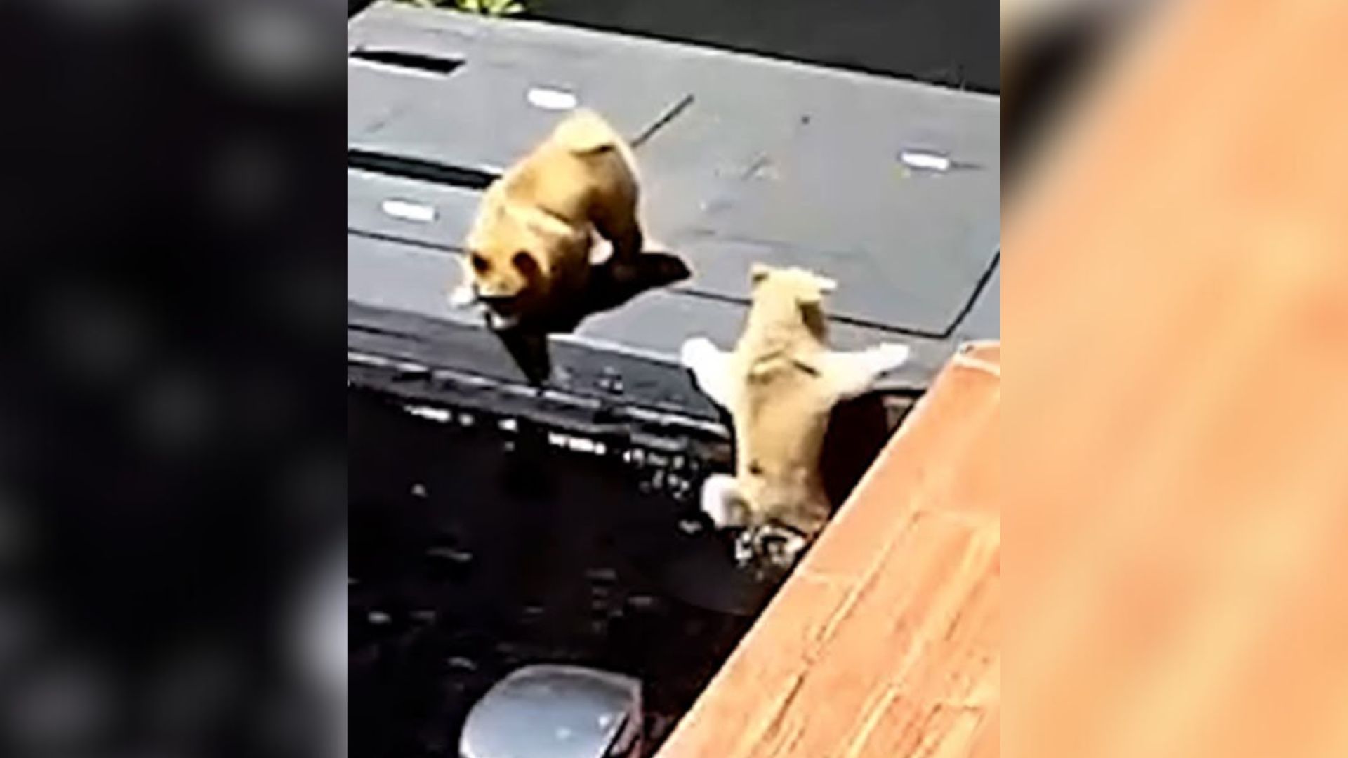 Tiny Pomeranian Falls Into Fish Pond, But His Furry Friend Prevents The Tragedy