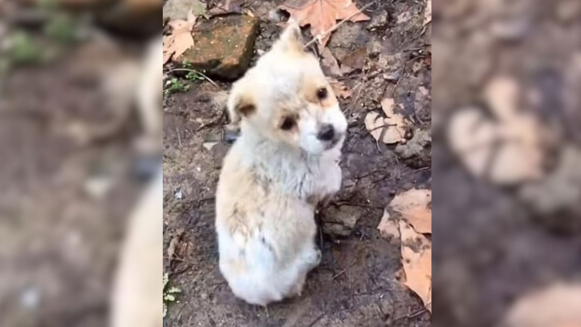 Abandoned Puppy Was Trying To Find His Mom, But Then Something Amazing Happened