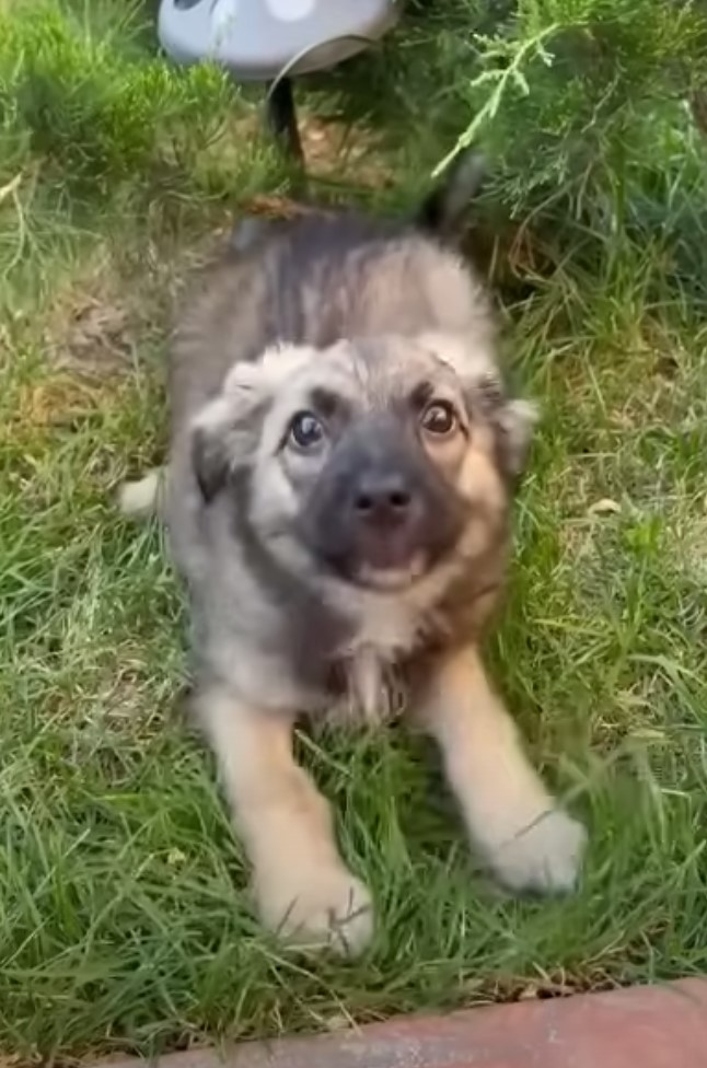 tiny puppy looking at camera