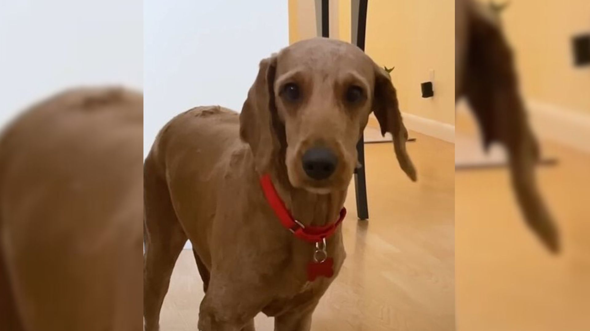 Traumatized Goldendoodle Saved From A Puppy Mill Discovers Love And Transforms Into A Happy Dog