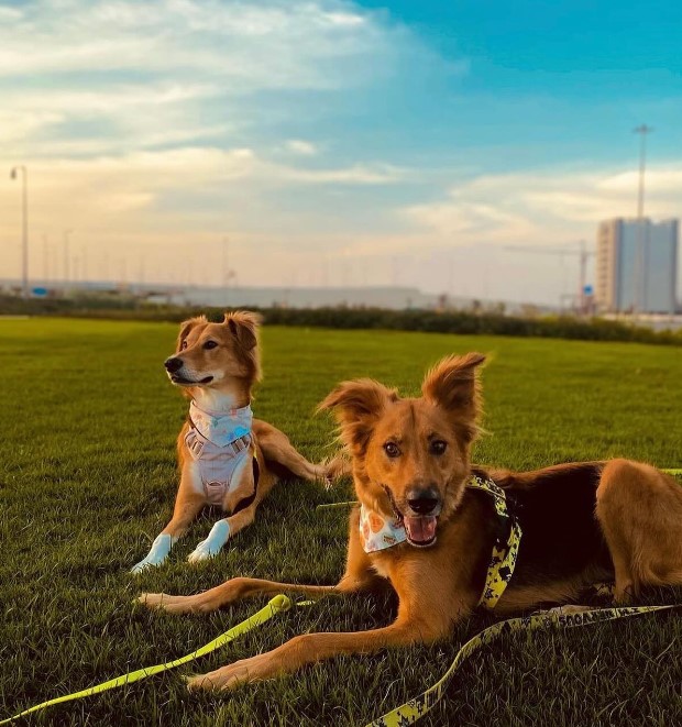 two beautiful dogs are lying on the lawn