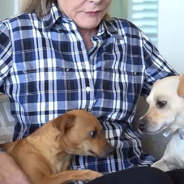 two cubs in a woman's lap