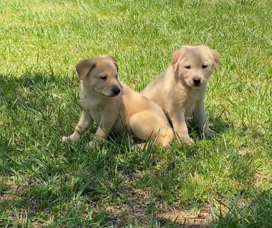 two cute brown puppies