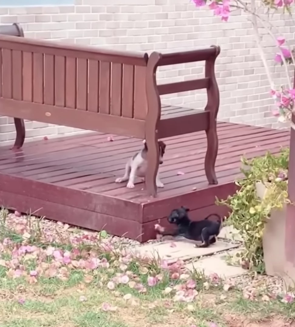 two cute dogs are playing