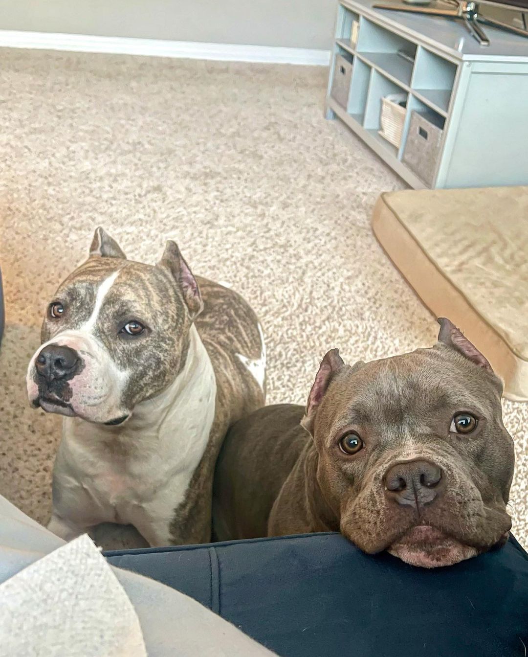 Two cute dogs on a bed