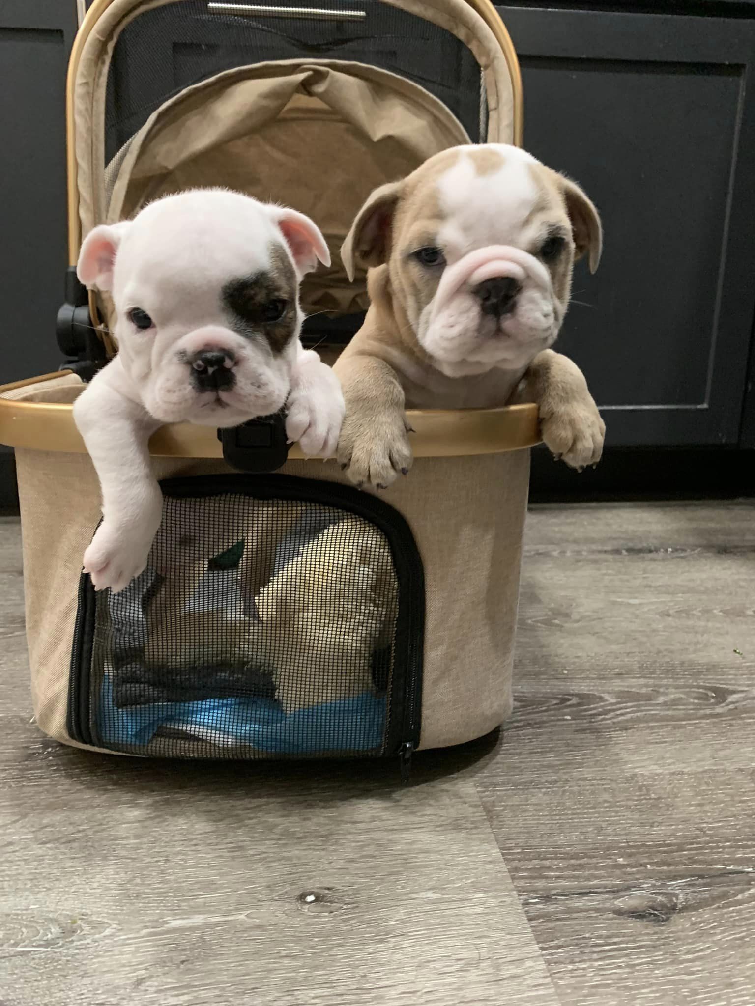 two cute puppies peeking out of the box