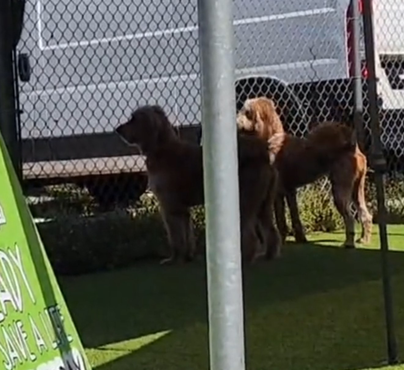 two cute sibling dogs