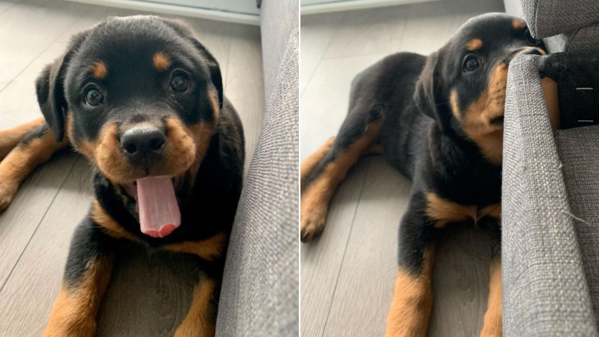 Witness How 2 Rottweilers Broke All Stereotypes About Their Breed In The Most Adorable Way