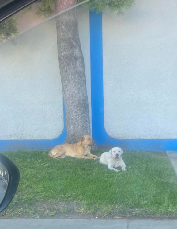 two dogs are lying on the grass