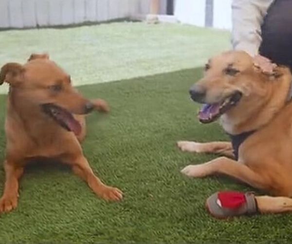 two dogs are lying on the lawn and playing