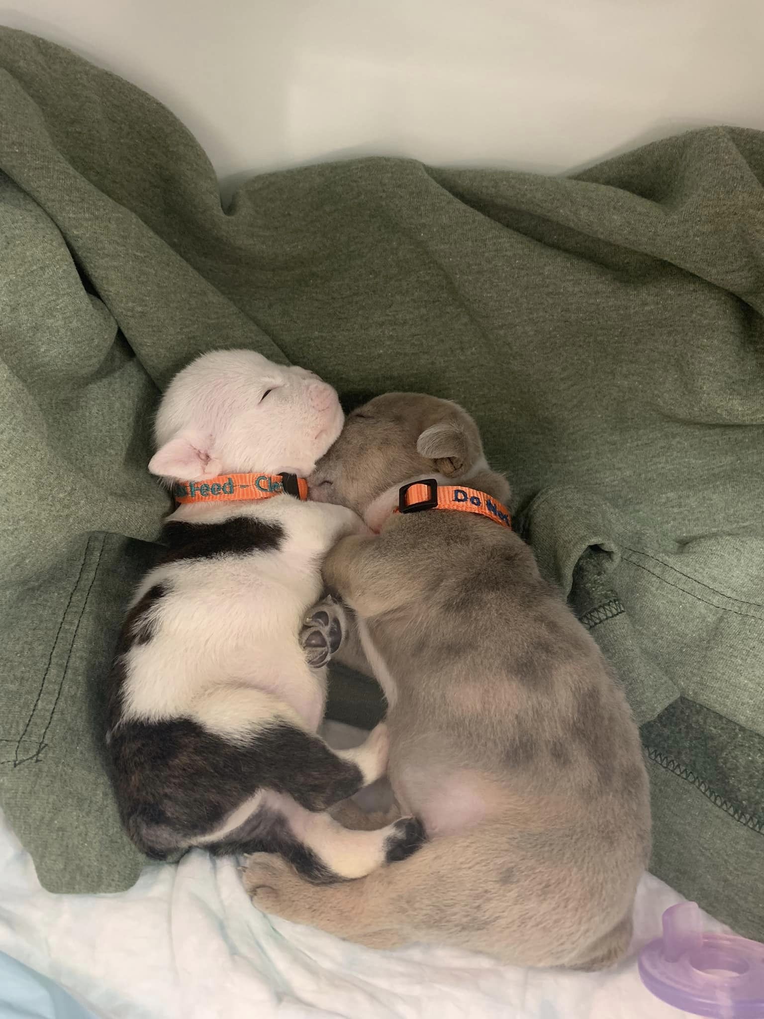 two dogs are sleeping next to each other on a towel