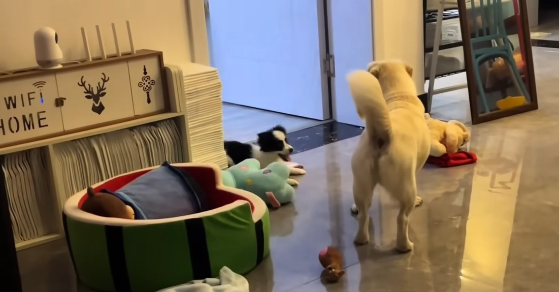 two dogs indoors with toys