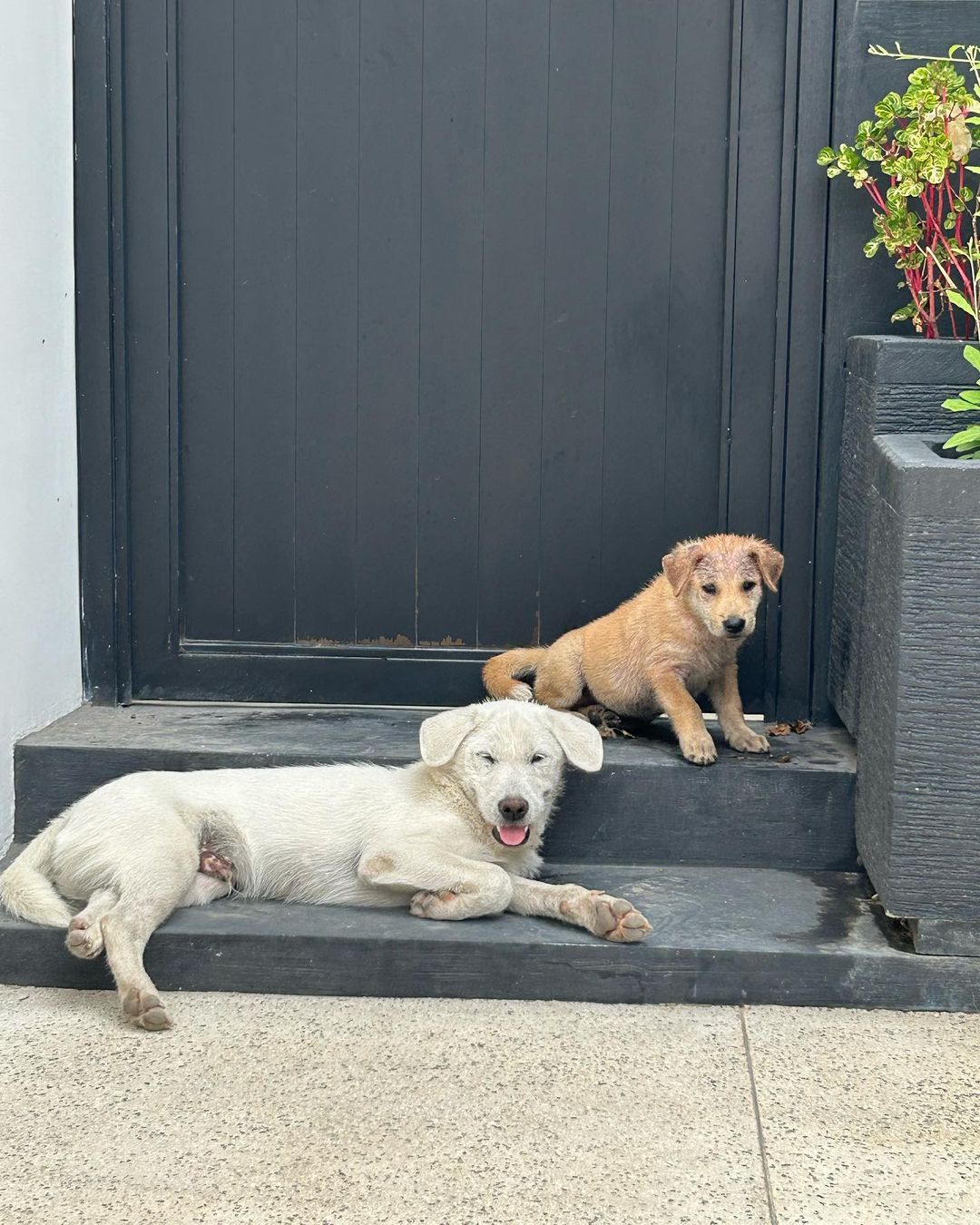 two dogs laying outside