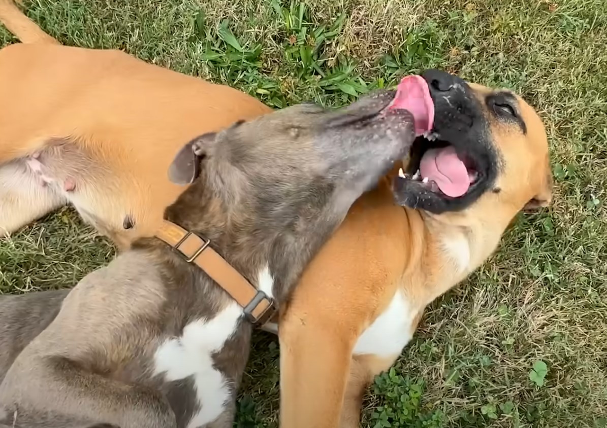 two dogs licking each other