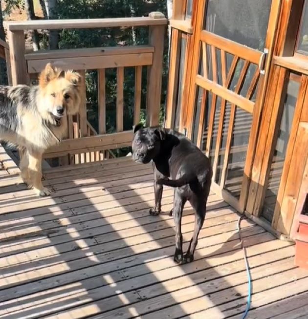 two dogs on a wooden deck