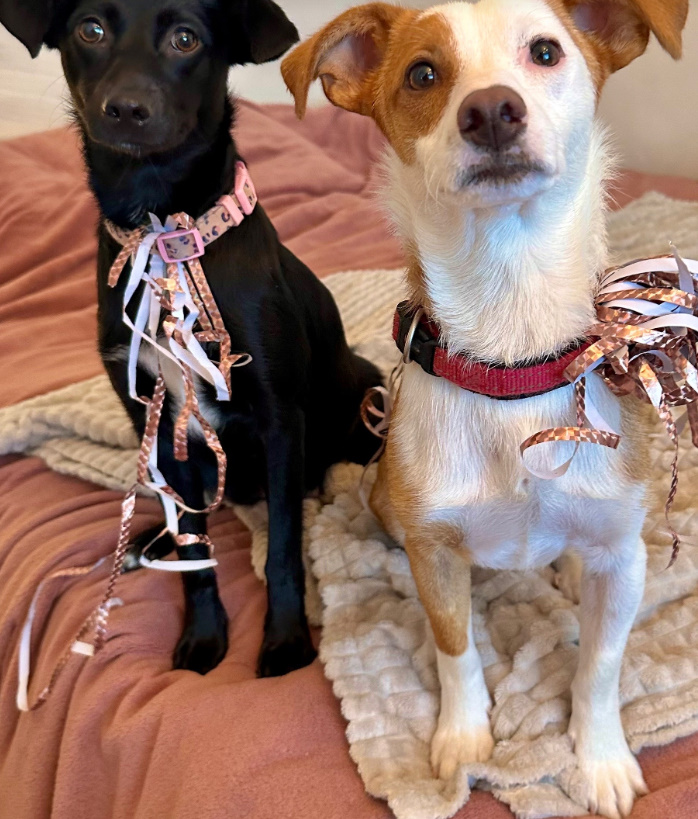 two dogs on bed