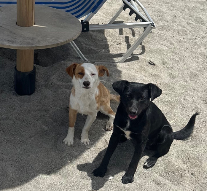 two dogs on the beach sand