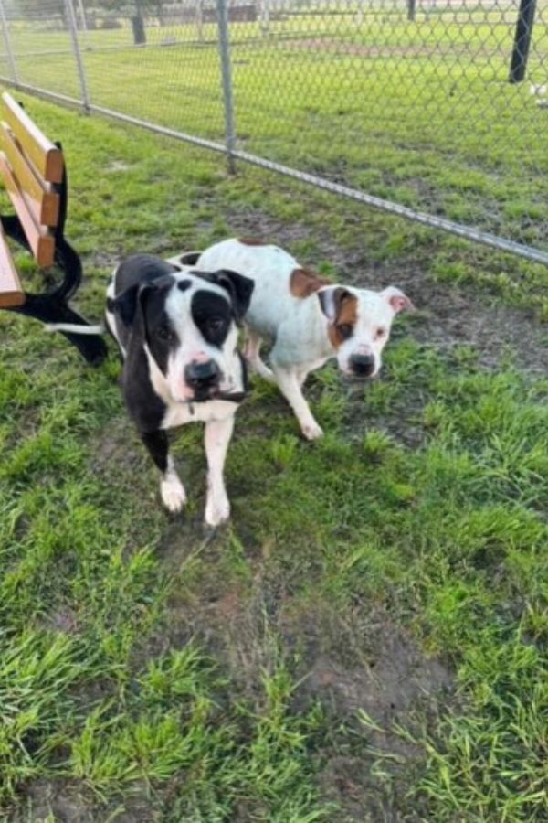 two dogs walking together